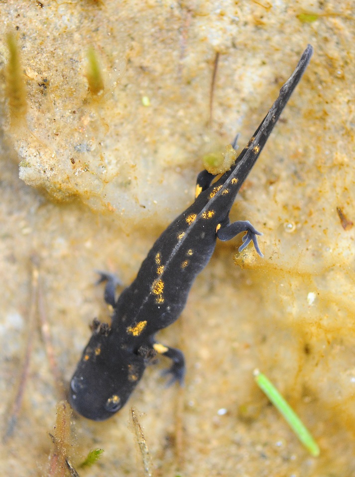 Salamandra salamandra